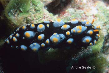 UW231-1 (nudibranch)Andre Seale